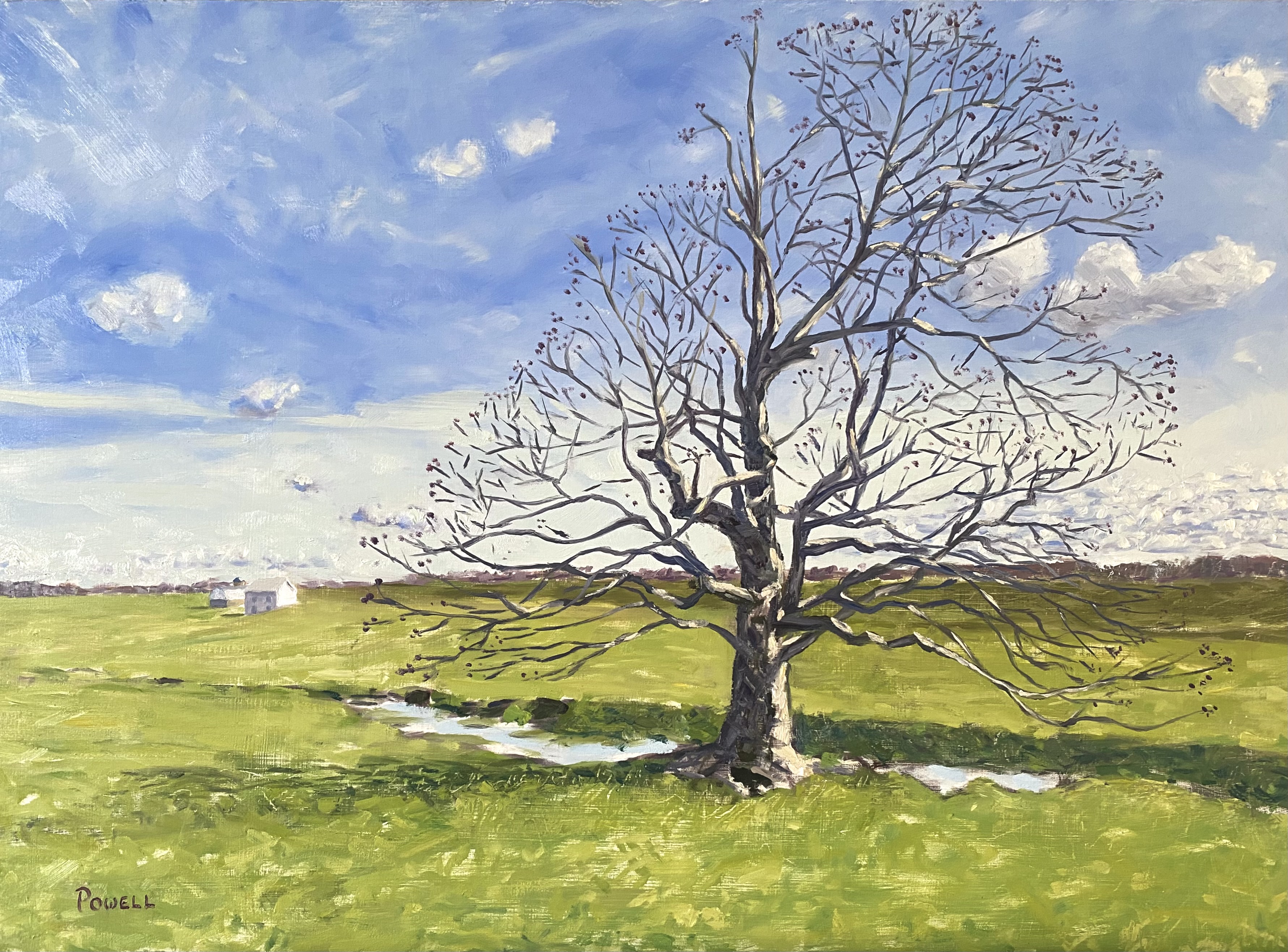 Sycamore - Early Spring